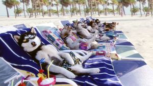 Snow Dogs's poster