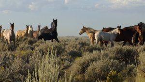 American Mustang's poster