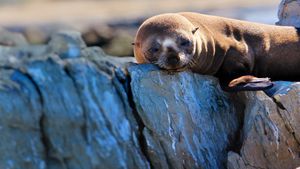 Fur Seals's poster