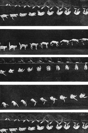 Falling Cat's poster