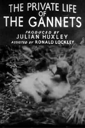 The Private Life of the Gannets's poster image