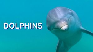 Dolphins's poster