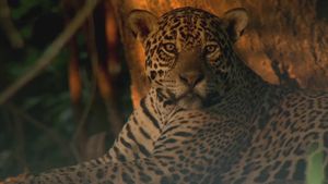 Jaguars of the Pantanal's poster