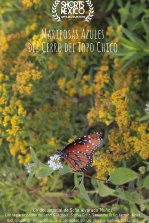 Mariposas Azules Del Cerro Del Topo Chico's poster