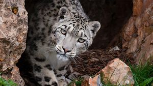Snow Leopards and Friends's poster