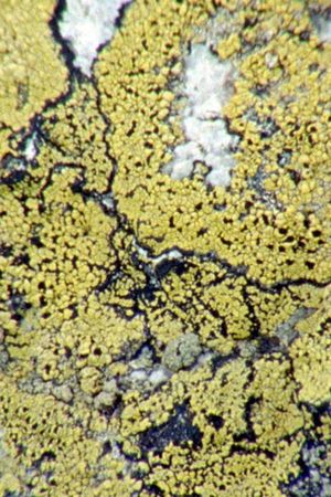 Lichens are the way's poster