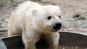 Knut - Aus der Kinderstube eines Eisbären's poster