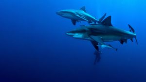 Secrets of the Bull Shark's poster