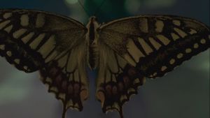 Swallowtail Butterfly's poster