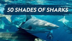 50 Shades of Sharks's poster