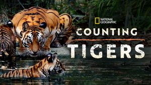 Counting Tigers's poster