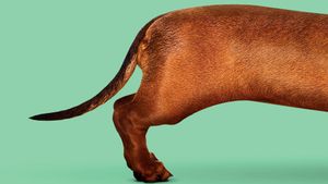 Wiener-Dog's poster