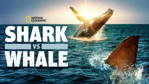 Shark Vs. Whale's poster