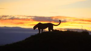 Africa's Hunters of the Night's poster