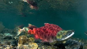 Sockeye Salmon, Red Fish's poster