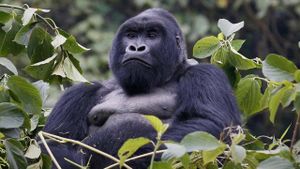 Mountain Gorilla's poster