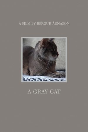 A gray cat's poster