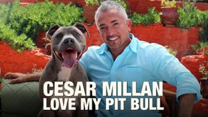 Cesar Millan: Love My Pit Bull's poster