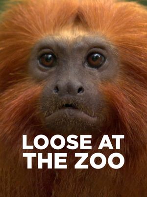 Loose at the Zoo's poster