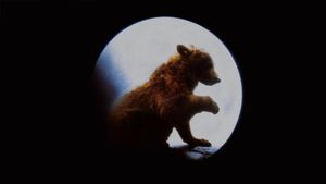 The Bear's poster