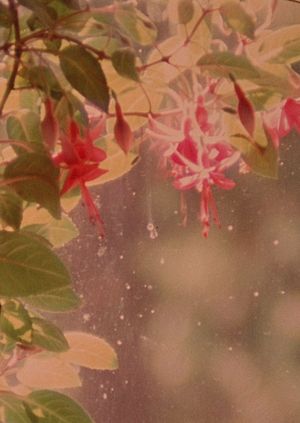 Star Garden's poster