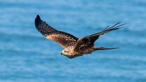 Zugvögel - Ein Jahr vergeht im Flug's poster