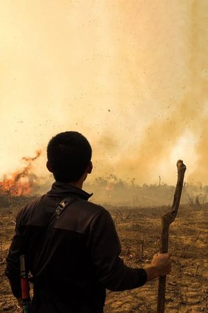 Fire At Forest's poster