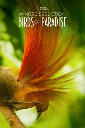 Winged Seduction: Birds of Paradise's poster