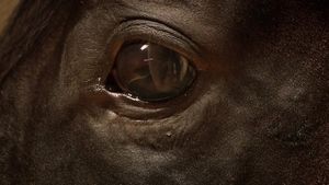 Orphan Horse's poster