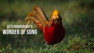 Attenborough's Wonder of Song's poster
