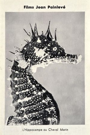 The Sea Horse's poster