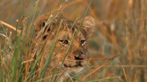 Swamp Lions's poster