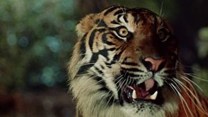 The Tiger of Eschnapur's poster