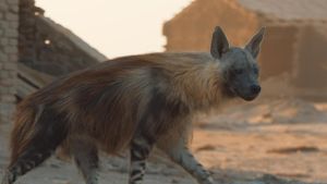 A Hyena like No Other's poster