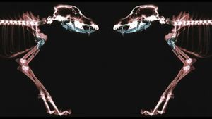 Rottweiler's poster