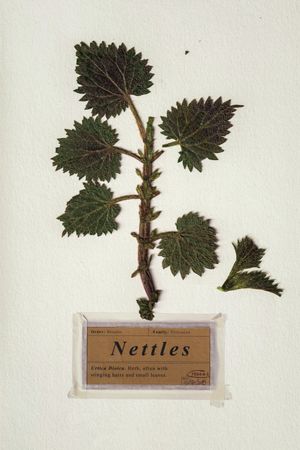 Nettles's poster
