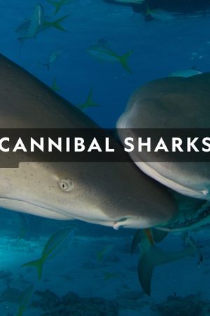 Cannibal Sharks's poster