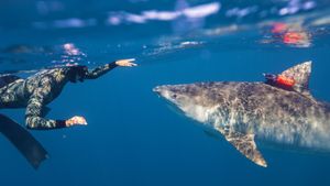 Maui Shark Mystery's poster