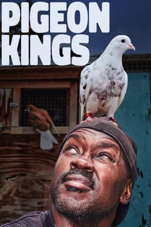 Pigeon Kings's poster