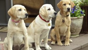Marley & Me: The Puppy Years's poster