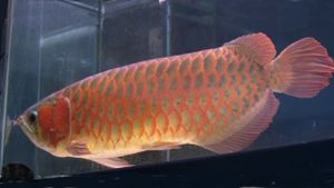 Cold Fish's poster