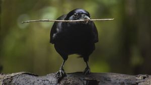 Beak & Brain - Genius Birds from Down Under's poster