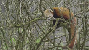 Red Panda: World's Cutest Animal's poster