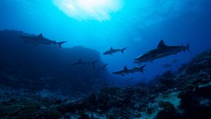 Sharks vs. Dolphins: Blood Battle's poster