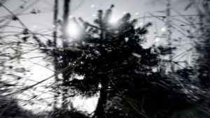 The Fir Tree's poster
