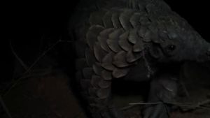 Pangolin: Kulu's Journey's poster