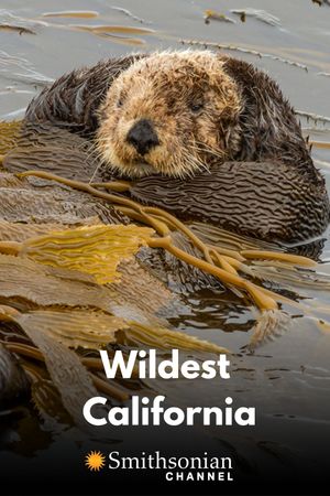 Wildest California's poster