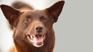 Koko: A Red Dog Story's poster
