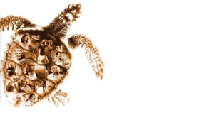Loggerheads's poster