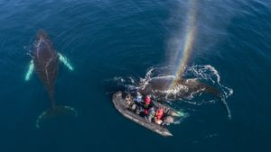 Whales in a Changing Ocean's poster